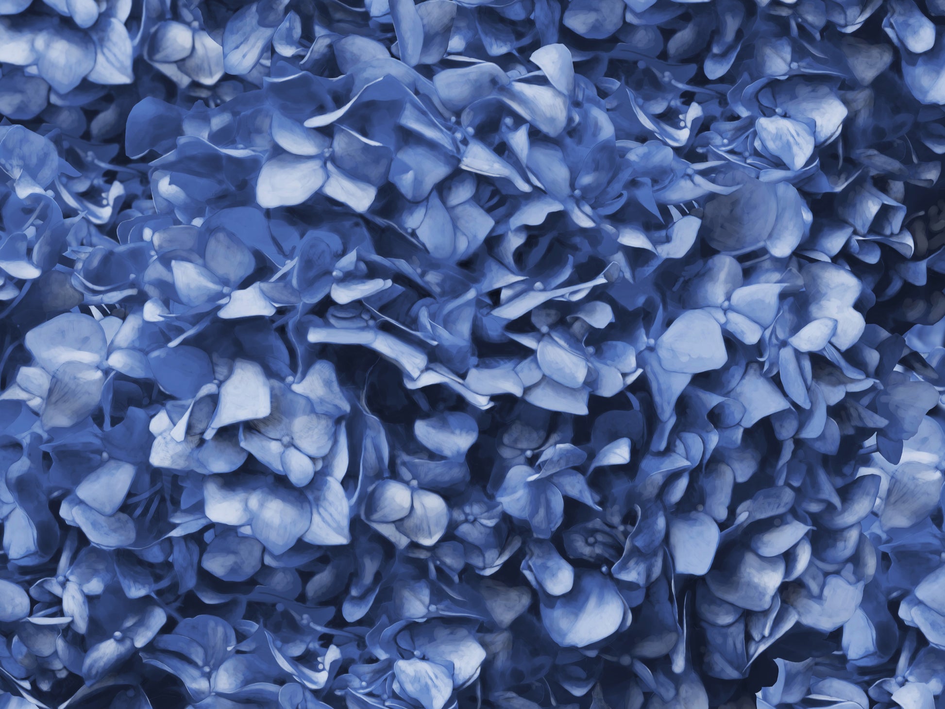 Dusty Blue Hydrangea Mural Wallpaper