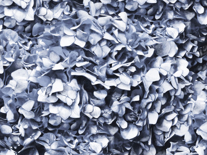 Silver Hydrangea Wallpaper