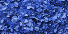 Blue Hydrangea Wallpaper